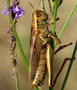 grasshopper, which holds to a stem